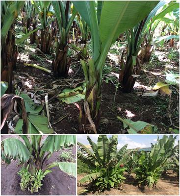 Limited genetic diversity found among genotypes of the Entada landrace (Ensete ventricosum, (Welw.) Chessman) from Ethiopia